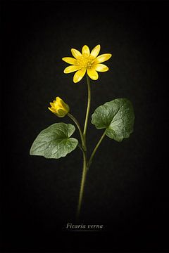 Lesser celandine. Ficaria verna. by Bert Quaedvlieg