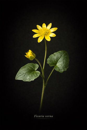 Speenkruid. Ficaria verna.