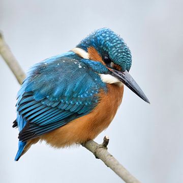 Eurasian Kingfisher ( Alcedo atthis ), male in winter, perched on a branch, hunting, with snowflakes
