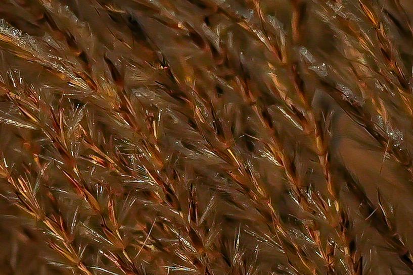 Close-up of grass ears by Isabella Robbeson