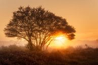Morgenstond... van Bart Hendrix thumbnail