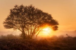 Afrika