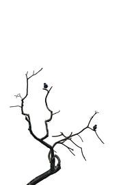 Einsame Stille - Vögel auf kahlen Ästen