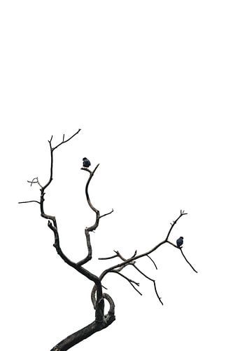 Eenzame Stilte Vogels op Kaal Boomtak