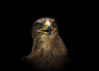 Close-up van een arendbuizerd, creatief bewerkt