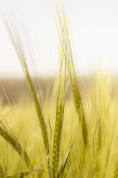Gerstveld in de zon van Thomas Heitz