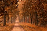 Herbstspur im Wald