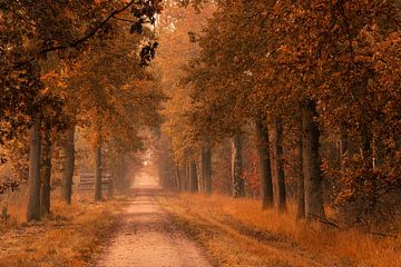 Autumn lane in the forest