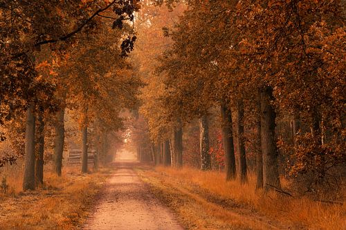 Herfstlaan in het bos