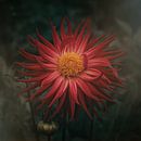 Dreamy Dahlia van Saskia Schotanus thumbnail