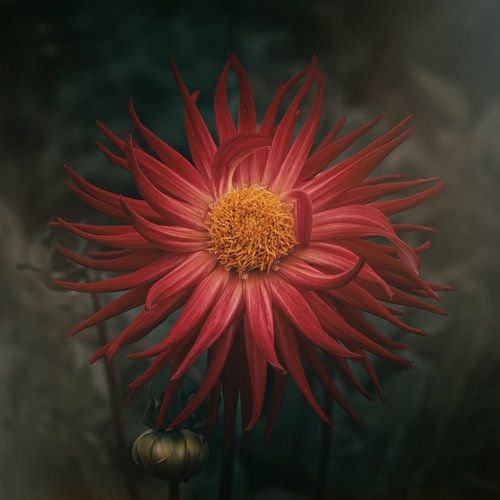 Dreamy Dahlia