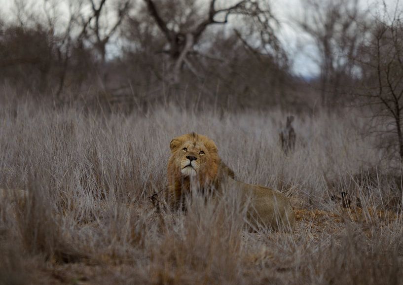 King of Africa by Mario van Loon