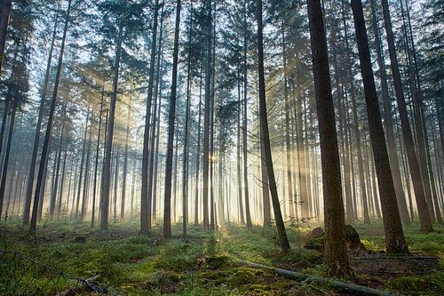 Zonnestralen in mistig naaldbos