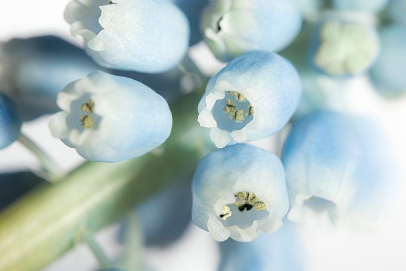Eine blaue Weintraube von Marjolijn van den Berg