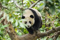 Panda in boom van Kenji Elzerman thumbnail