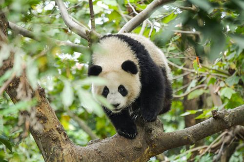 Panda im Baum
