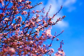 L'éveil du printemps