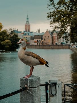 La Haye | L'Oie du Nil sur Sylvana Portier