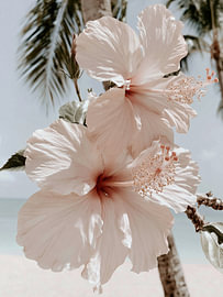Zartrosa Hibiskus am Strand – Tropisches Blumenbild von StudioRemier
