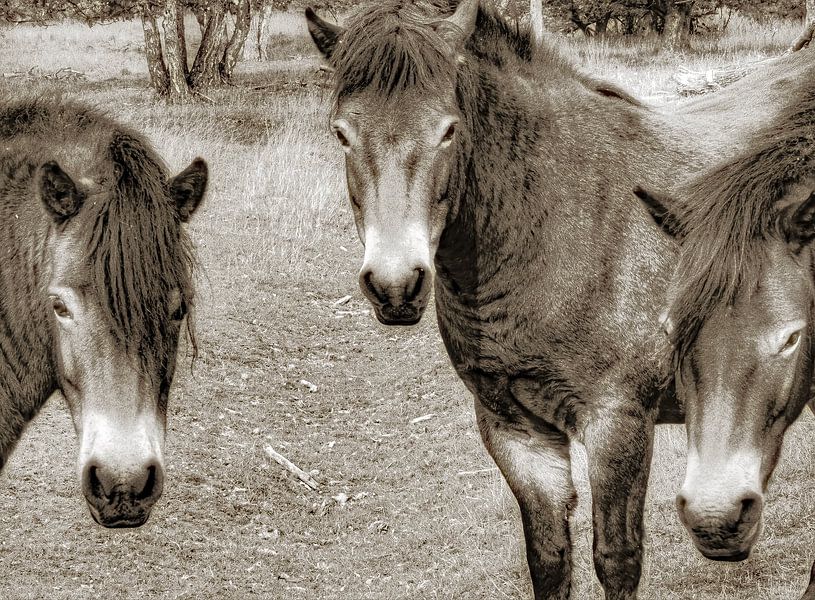 3 wild horses by Truckpowerr