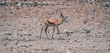 Springbokken in het Etosha National Park in Namibië, Afrika van Patrick Groß