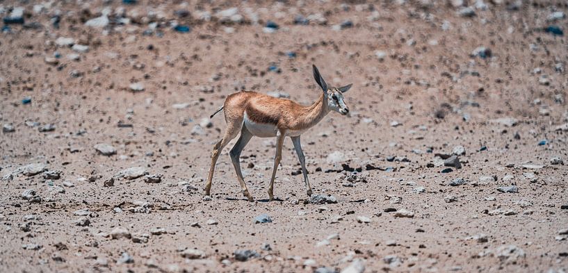 Springbok in Etosha National Park in Namibia, Africa by Patrick Groß
