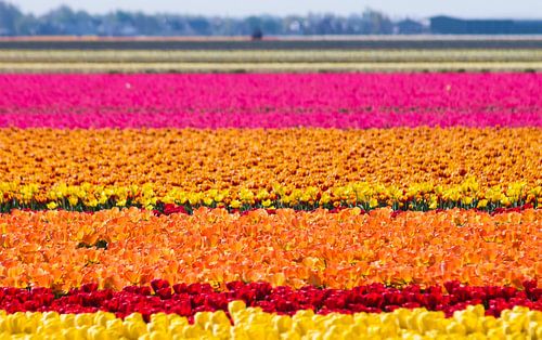 nederlandse bollenvelden, Dutch bulb fields