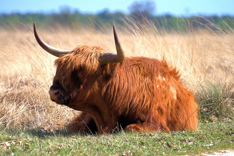 Scottish Highlander by Merijn Loch
