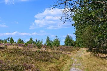 Heather in bloom in the Lueneburg Heath by Gisela Scheffbuch