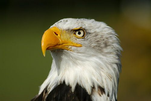 Portret van een Amerikaanse zeearend.