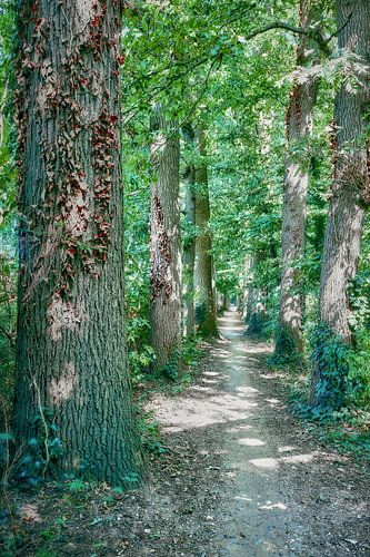 Chemin forestier étroit avec des chênes
