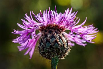 Korenbloem van Rob Boon