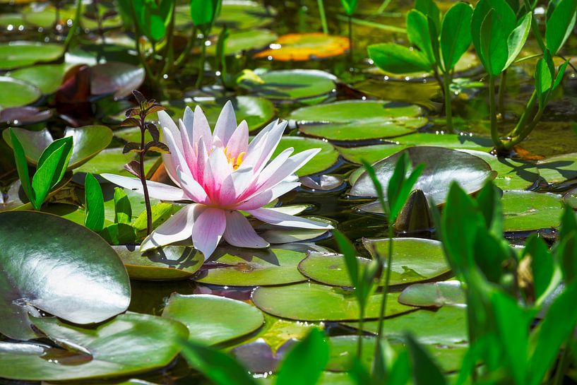 Nénuphar rose dans un étang de jardin par ManfredFotos