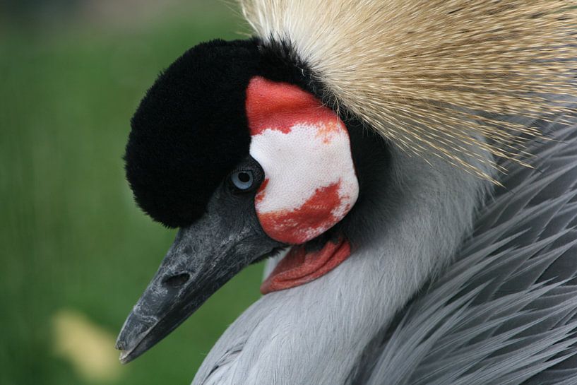 Vogel close-up II par Jan Kraakman