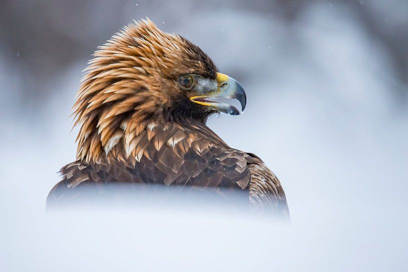 De Steenarend. Aquila chrysaetos van Gert Hilbink