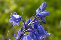 Bluebells in bloom