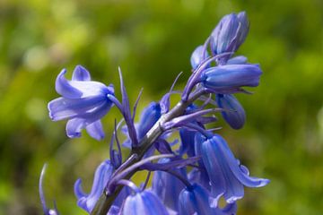 Jacinthes des bois en fleurs sur Kelly De Preter