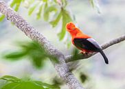 Andean Cock-of-the-rock an extraordinary bird! (1) by Lennart Verheuvel thumbnail