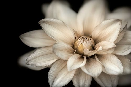 Light-coloured flower by Bert Nijholt
