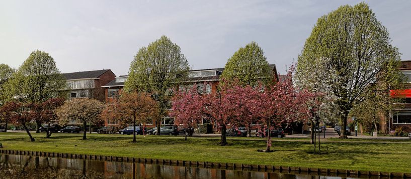 Beschermd stadsgezicht Statensingel Rotterdam in lentepracht van Fons Simons