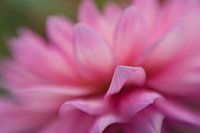 Pink dahlia
