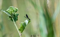 Blue dragonfly sits on a blade of grass against a blurred background with free space for text
