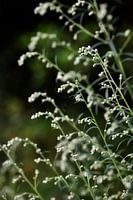 Weeds do not perish