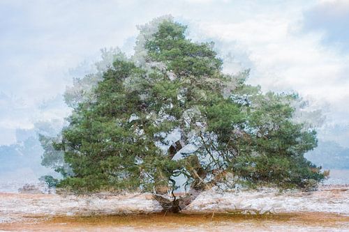 RondOm Veluwe. Prachtig als naadloos behang, op aluminium of metal.