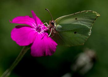 I stick my tongue out