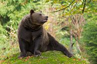 Bruine beer in het Bayerischer Wald. van Rob Christiaans thumbnail