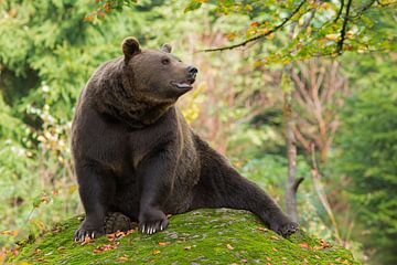 Bruine beer in het Bayerischer Wald.