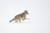 Kojote ( Canis latrans ) im Winter, flüchtet, springt durch hohen Schnee, Yellowstone NP, USA van wunderbare Erde thumbnail