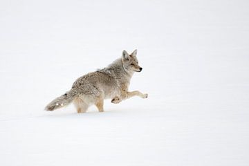 Coyote ( Canis latrans ) on the run, in winter, running, fleeing through deep snow, watching back, Y sur wunderbare Erde