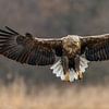 Approaching White-tailed Eagle! by Robert Kok